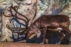 0764-reindeer