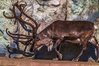 0768-reindeer