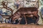 0775-reindeer