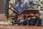 0783-reindeer