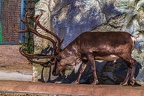 0784-reindeer