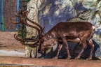0785-reindeer