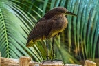 0786-woodpecker