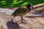 0790-duck