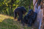 0800-chimpanzee