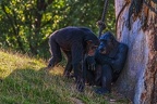 0801-chimpanzee