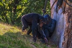 0802-chimpanzee