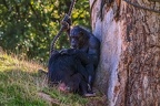 0811-chimpanzee
