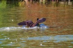 0828-goose