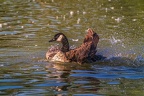 0838-goose