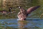 0848-goose