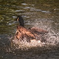 0900-goose