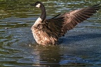 0971-goose