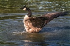 0975-goose