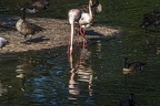0995-flamingo