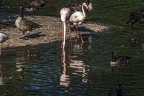 0996-flamingo