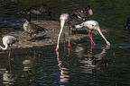 0997-flamingo