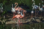 0999-flamingo