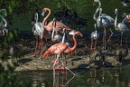 1000-flamingo