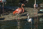 1001-flamingo