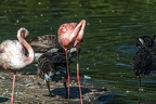 1002-flamingo