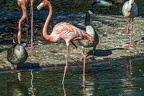 1003-flamingo