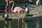 1004-flamingo