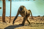 1015-baboon
