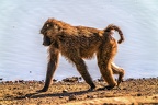 1025-baboon