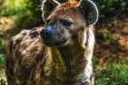 1030-spotted hyena