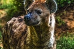 1031-spotted hyena