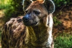 1032-spotted hyena