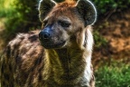 1033-spotted hyena