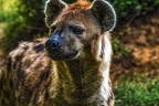 1034-spotted hyena