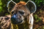 1035-spotted hyena