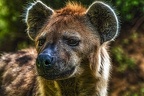 1036-spotted hyena
