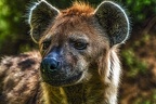 1037-spotted hyena