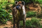 1040-spotted hyena