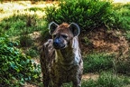 1042-spotted hyena
