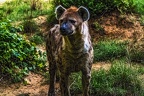 1045-spotted hyena
