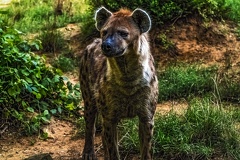 1046-spotted hyena