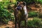 1048-spotted hyena