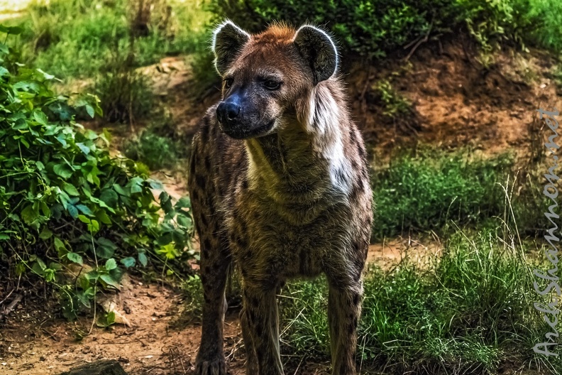 1049-spotted hyena.jpg