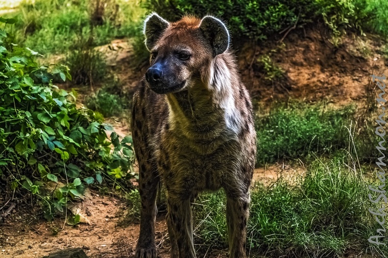 1050-spotted hyena