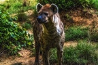 1050-spotted hyena