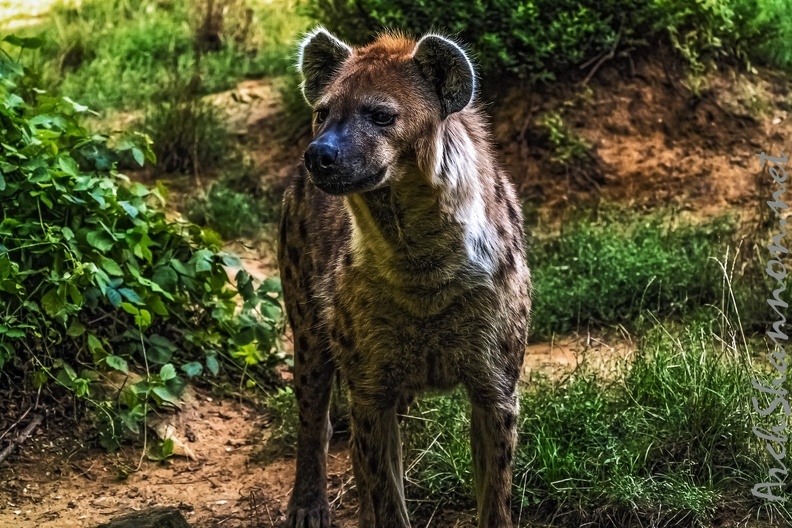 1051-spotted hyena.jpg