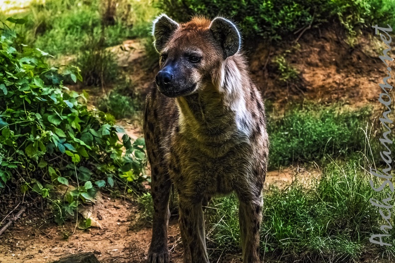 1052-spotted hyena