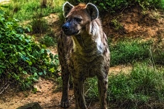 1053-spotted hyena