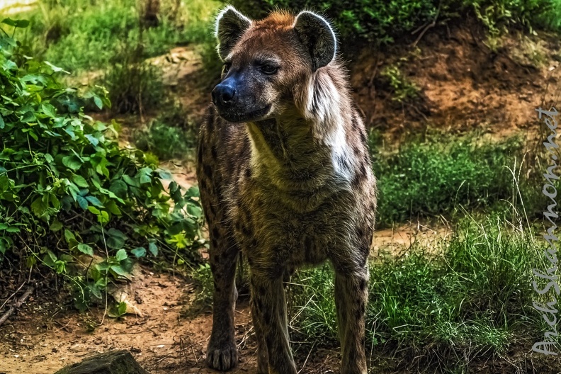 1053-spotted hyena.jpg