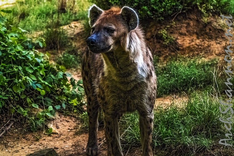 1054-spotted hyena